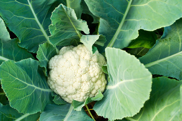 Cauliflower