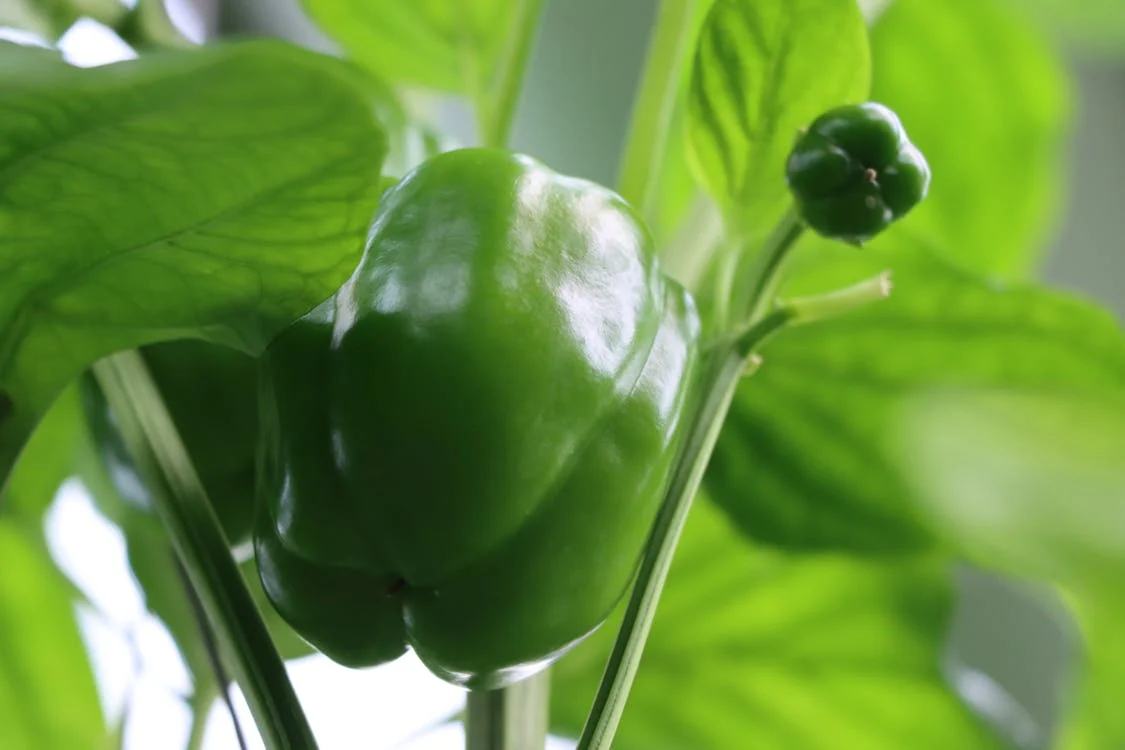 Capsicum-Green