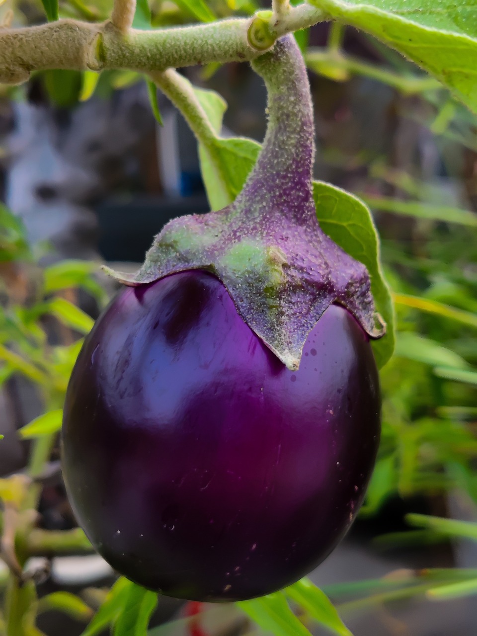 Brinjal- Round (Bharta Baingan)