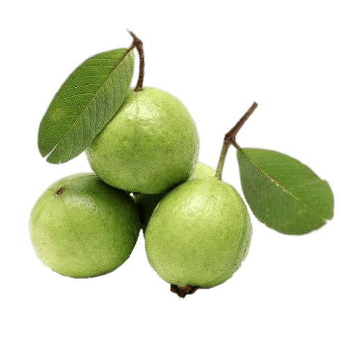 Guava