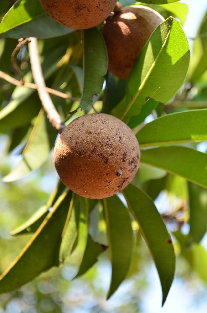 Sapodilla (Chikoo)