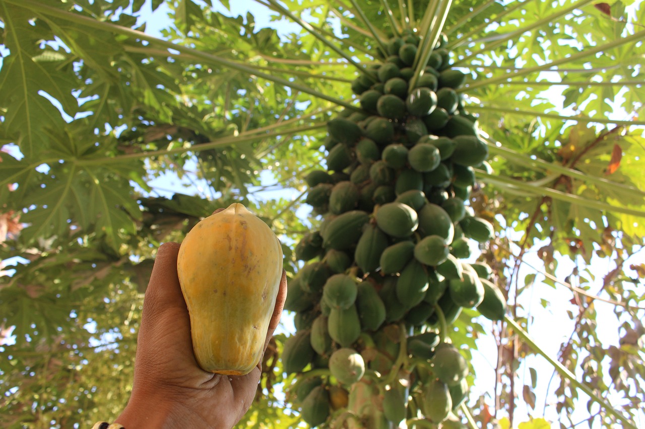 Papaya (ripe)