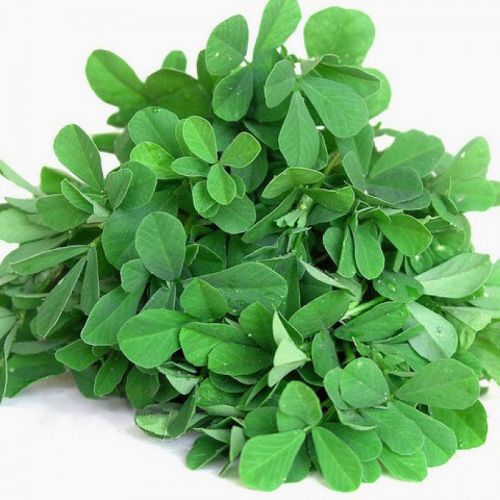 Fresh Fenugreek Leaves