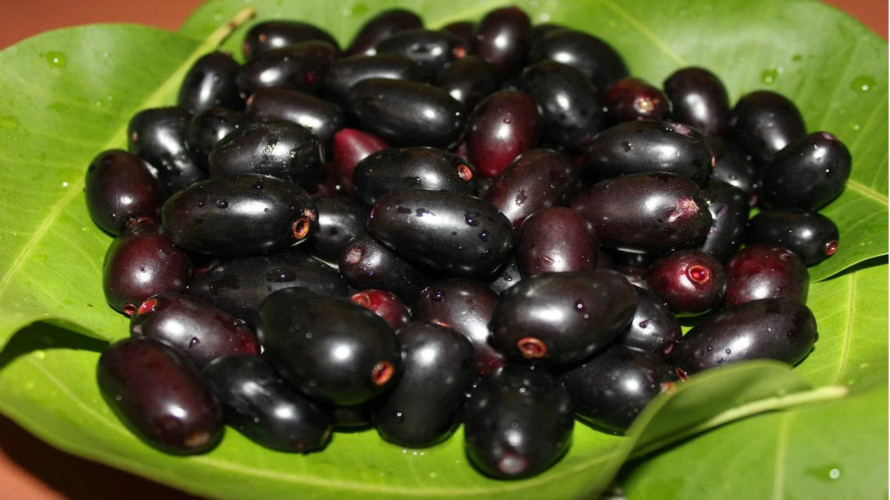 Indian Blackberry - Jamun